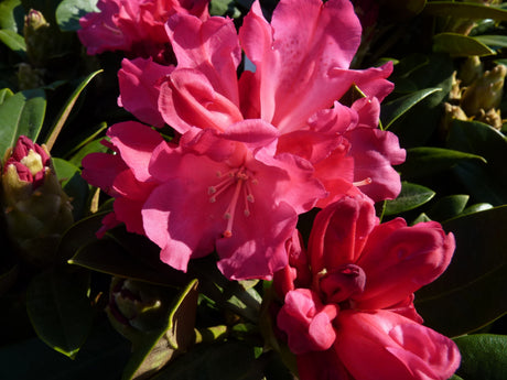Rhododendron yak. 'Morgenrot'; hier mit Blüte; farbenfroh; Einsatzmöglichkeit z.B. : Kübelpflanze;;günstig mit Qualität