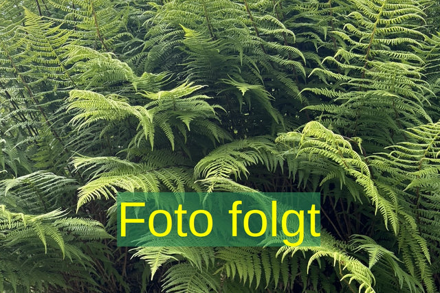 jahreszeitbedingt sehen Pflanzen unterschiedlich aus.