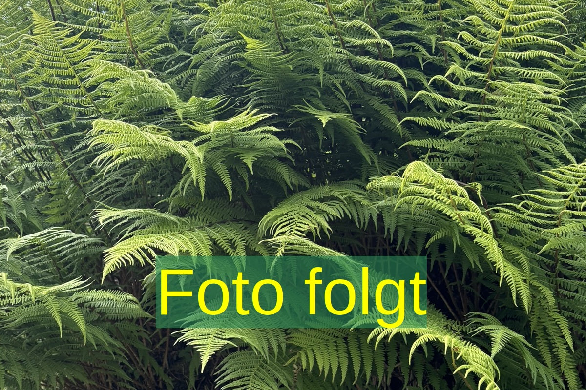 jahreszeitbedingt sehen Pflanzen unterschiedlich aus.