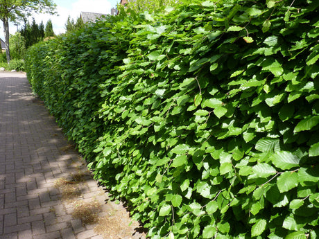 Fagus sylvatica HkG 81009; als Hecke; pflegeleicht;;günstig mit Qualität