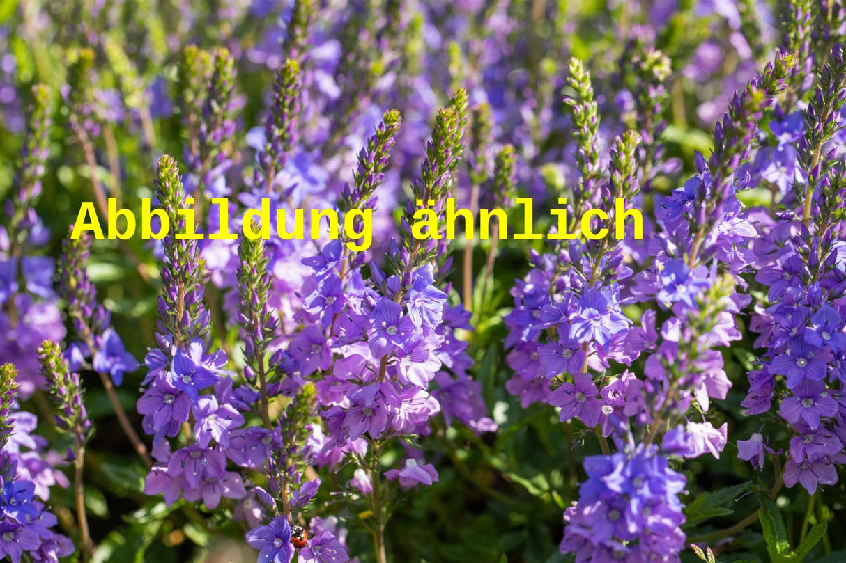 Genaues Foto für Veronica teucrium 'Knallblau' folgt; dieses ähnliche Bild dient der Illustration von Großer Garten-Ehrenpreis