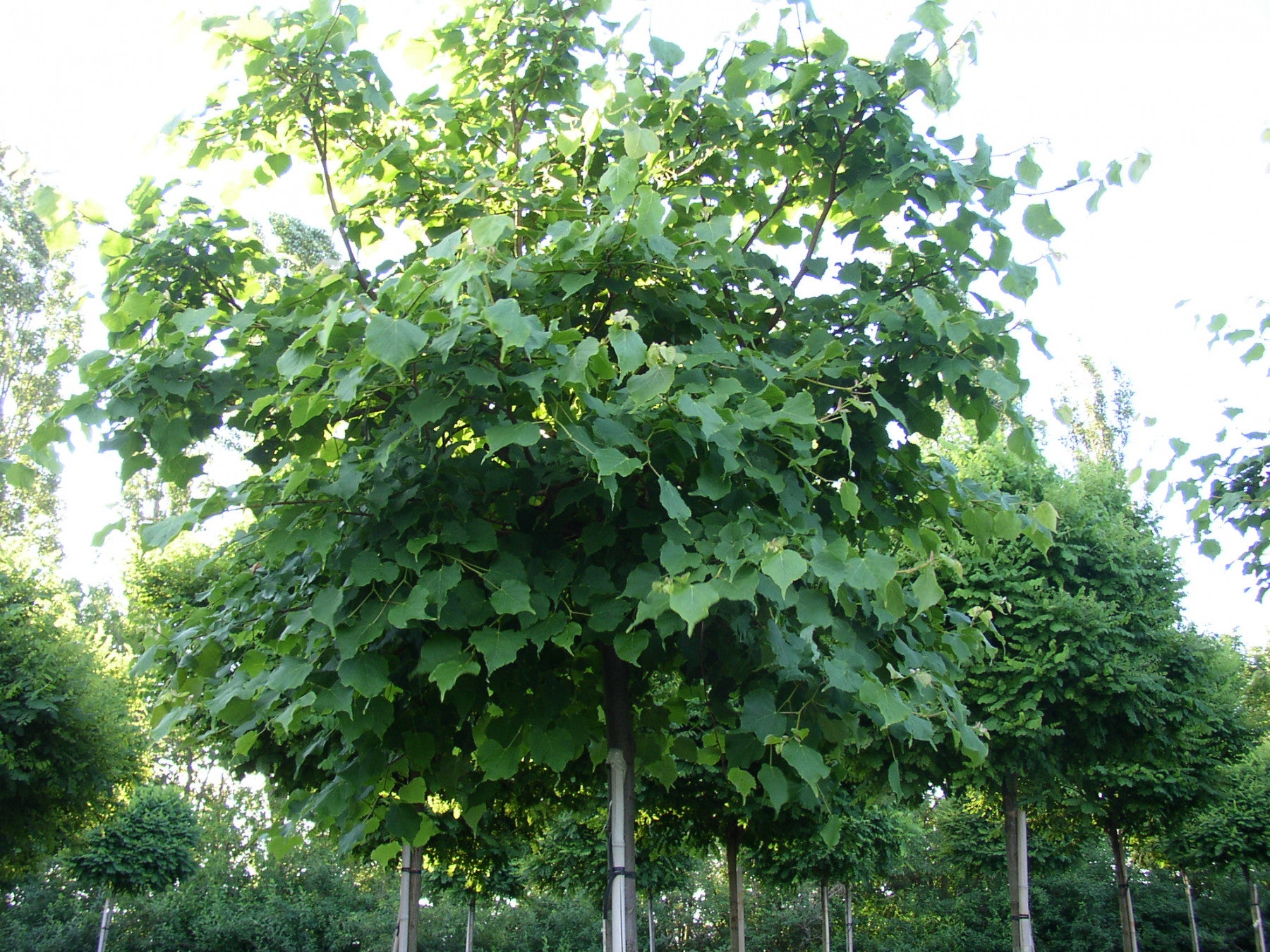 Tilia cordata VkG 2 (Winterlinde)