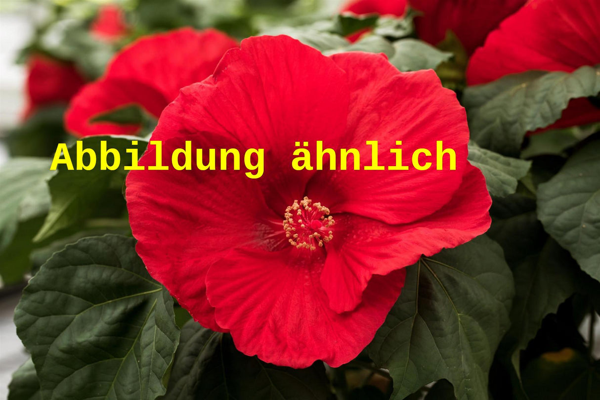 Genaues Foto für Hibiscus moscheutos 'Fireball' folgt; dieses ähnliche Bild dient der Illustration von Garten-Roseneibisch