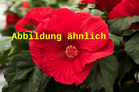 Genaues Foto für Hibiscus moscheutos 'Fireball' folgt; dieses ähnliche Bild dient der Illustration von Garten-Roseneibisch