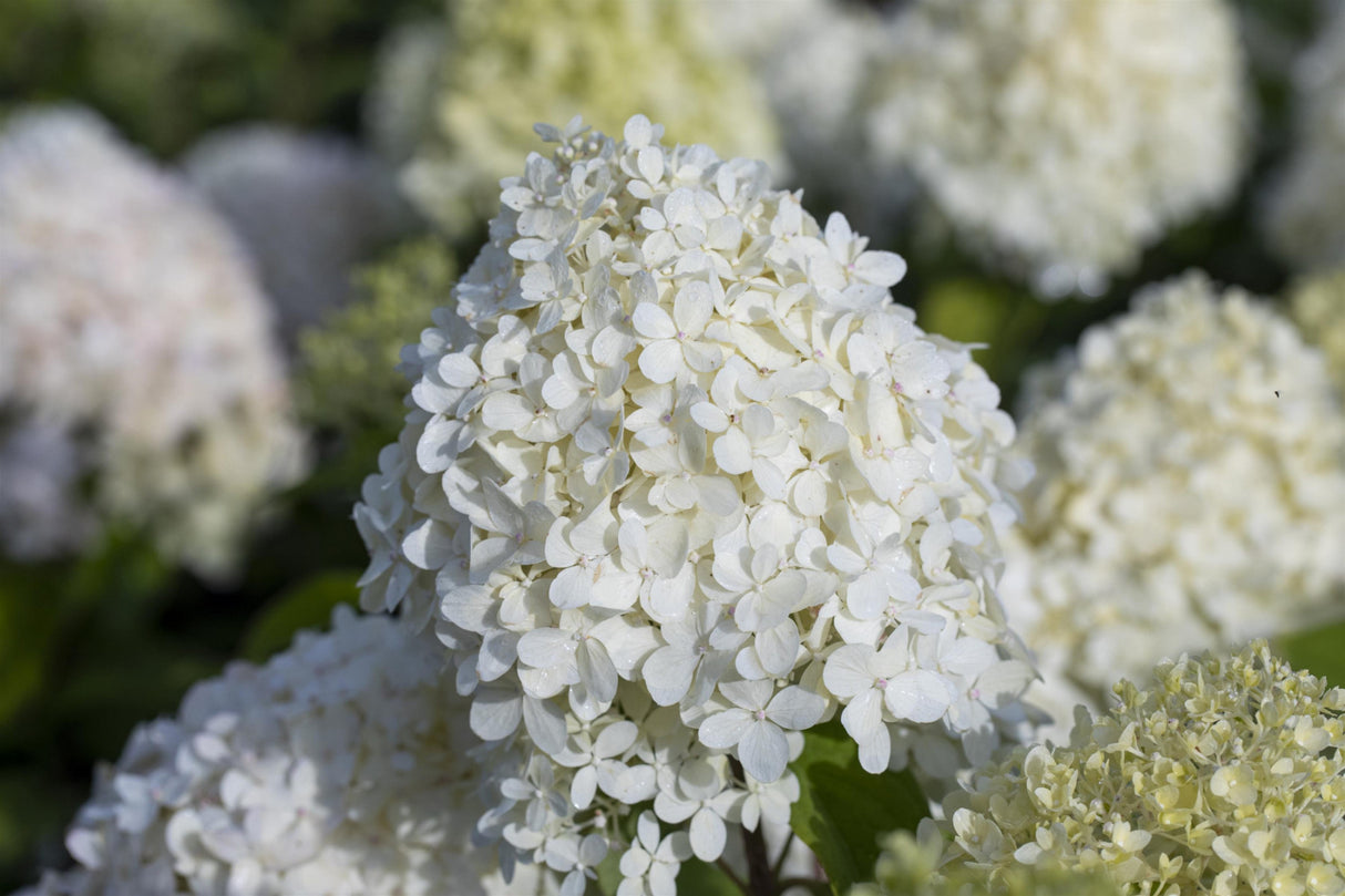 Rispenhortensie 'Grandiflora'; pflegeleicht; erhältlich von 40-60 bis 125-150 cm;;hier kaufen