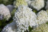 Rispenhortensie 'Grandiflora'; pflegeleicht; erhältlich von 40-60 bis 125-150 cm;;hier kaufen
