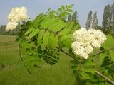 Gewöhnliche Eberesche; hier mit Blüte; bienenweide; Einsatzmöglichkeit z.B. : Bienenweide; erhältlich von 50-80 bis 450-650 cm;;hier kaufen
