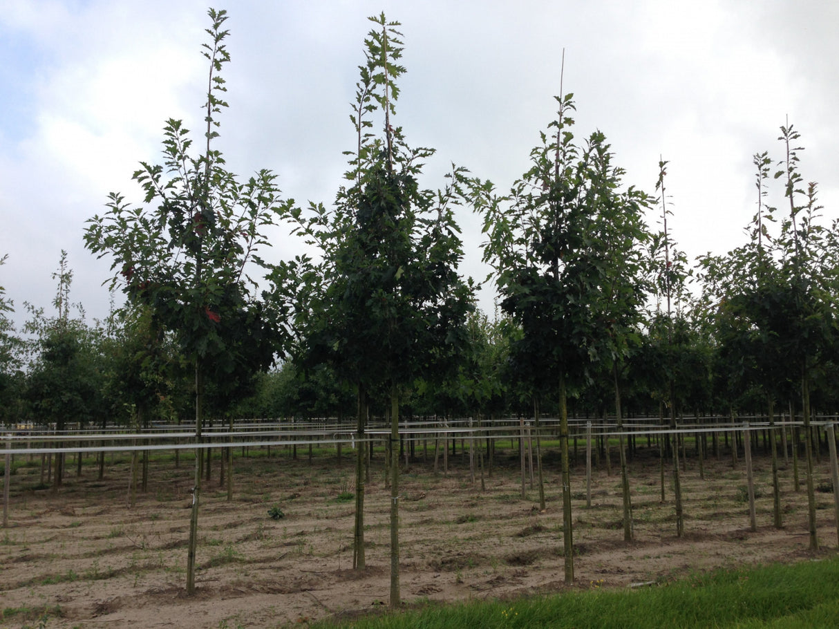 Scarlet Oak; robust; erhältlich mit Stammumfang von 12-14 bis 18-20 cm;;günstig mit Qualität