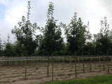 Scarlet Oak; robust; erhältlich mit Stammumfang von 12-14 bis 18-20 cm;;günstig mit Qualität