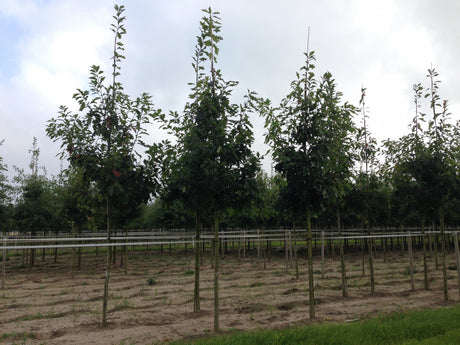 Scarlet Oak; robust; erhältlich mit Stammumfang von 12-14 bis 18-20 cm;;günstig mit Qualität