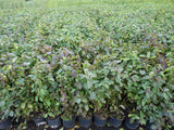 Cornus sanguinea; als Pflanze im Beet; sehr anpassungsfähig; Einsatzmöglichkeit z.B. : Heckenpflanze;;ab 2,72 Euro