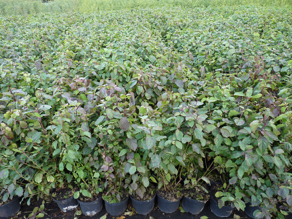Cornus sanguinea VkG 1; als Pflanze im Beet; sehr anpassungsfähig; Einsatzmöglichkeit z.B. : anspruchslose Pflanze;;ab 3,55 Euro