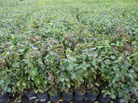 Cornus sanguinea VkG 3; als Pflanze im Beet; sehr anpassungsfähig; Einsatzmöglichkeit z.B. : anspruchslose Pflanze;;ab 3,55 Euro