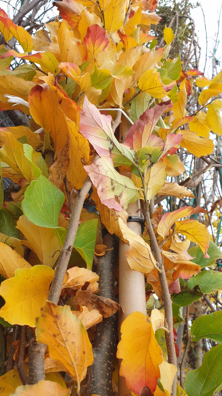 Synonym (alte Bezeichnung): Parrotia persica 'Select'; vorbereitet für Versand; anspruchslos; Einsatzmöglichkeit z.B. : Hausbaum;;mit zeitnaher Lieferung
