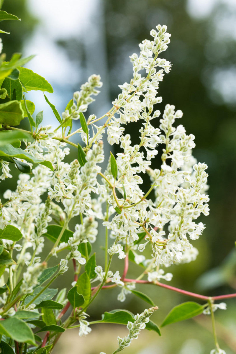 Synonym (alte Bezeichnung): Polygonum baldschuanicum; hier mit Blüte; winterhart; Einsatzmöglichkeit z.B. : Sichtschutz;;günstig mit Qualität
