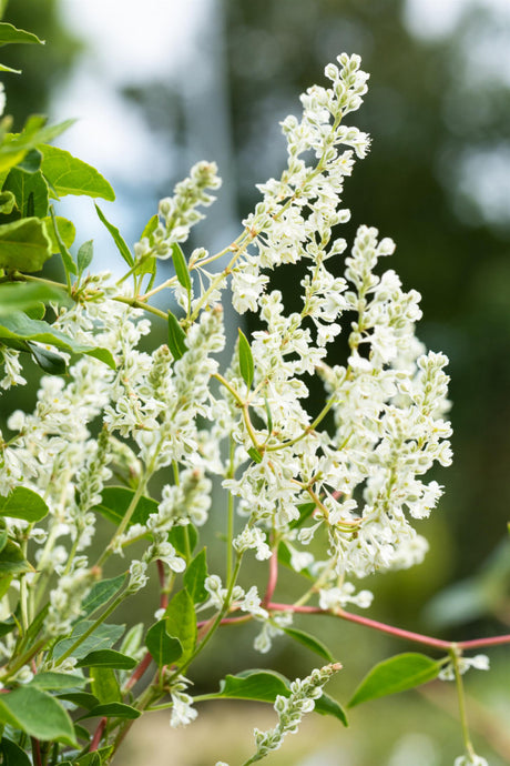 Synonym (alte Bezeichnung): Polygonum baldschuanicum; hier mit Blüte; winterhart; Einsatzmöglichkeit z.B. : Sichtschutz;;günstig mit Qualität