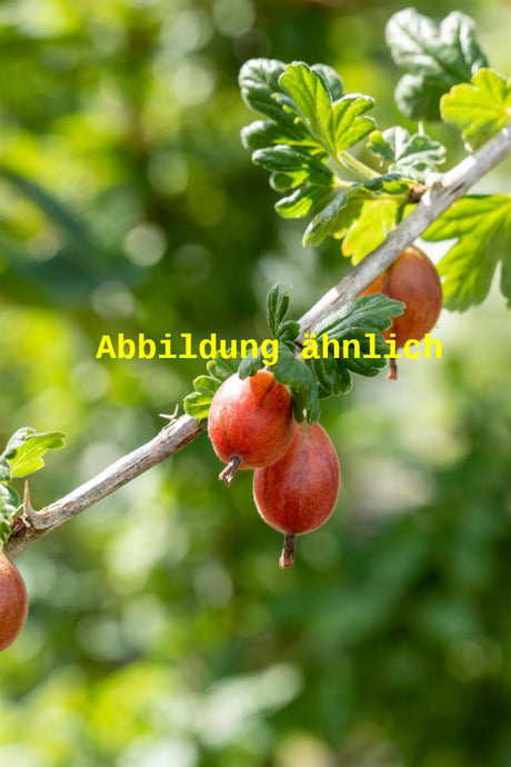 Genaues Foto für Ribes uva-crispa 'Rote Triumphb. ' folgt; dieses ähnliche Bild dient der Illustration von Stachelbeere 'Rote Triumphbeere'
