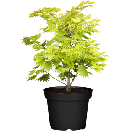 Japanischer Goldahorn 'Aureum'; hier im Topf; attraktive Herbstfärbung; Einsatzmöglichkeit z.B. : kübelpflanze; erhältlich von 40-50 bis 40-50 cm;;hier kaufen
