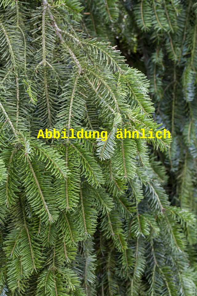 Genaues Foto für Abies alba HkG 82703 folgt; dieses ähnliche Bild dient der Illustration von Weißtanne