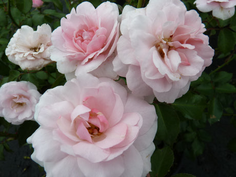Edelrose 'Elbflorenz' ADR-Rose; hier mit Blüte; gute Blattgesundheit; Einsatzmöglichkeit z.B. : Rabatte;;hier kaufen