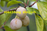 Genaues Foto für Prunus syr. 'Von Nancy' folgt; dieses ähnliche Bild dient der Illustration von Mirabelle 'Von Nancy'