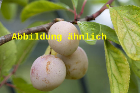 Genaues Foto für Prunus syr. 'Von Nancy' folgt; dieses ähnliche Bild dient der Illustration von Mirabelle 'Von Nancy'