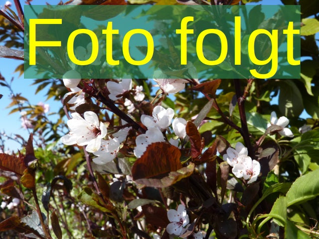 Prunus dom. 'Schönberger Zwetsche' (Zwetsche 'Schönberger Zwetsche')