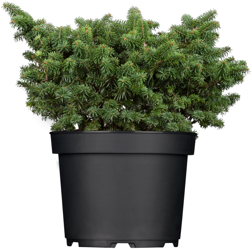 Abies balsamea 'Nana' (Niedere Balsamtanne)