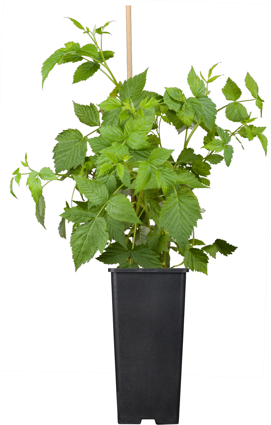 Rubus id. 'Malling Promise' (Himbeere 'Malling Promise')