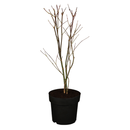 Acer palmatum 'Atropurpureum'; vorbereitet für Versand; herbstfärbung; Einsatzmöglichkeit z.B. : Solitärgehölz;;ab 56,00 Euro