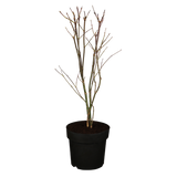 Acer palmatum 'Atropurpureum'; vorbereitet für Versand; herbstfärbung; Einsatzmöglichkeit z.B. : Solitärgehölz;;ab 56,00 Euro