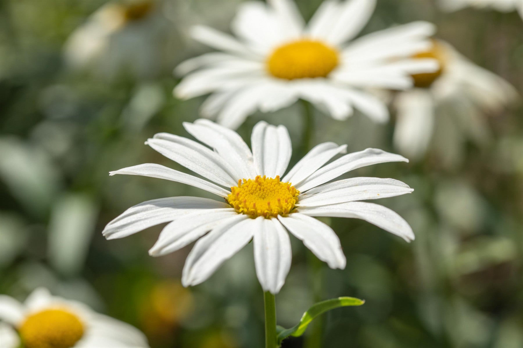 Leucanthemum x superb. 'Gruppenstolz' (Großblumige Garten-Margerite)