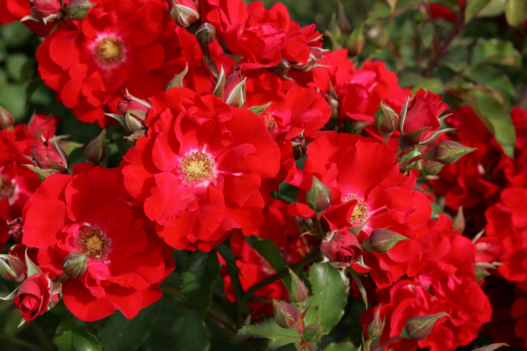 Rosa 'Roter Korsar' STR (Strauchrose 'Roter Korsar' -R- ADR-Rose)