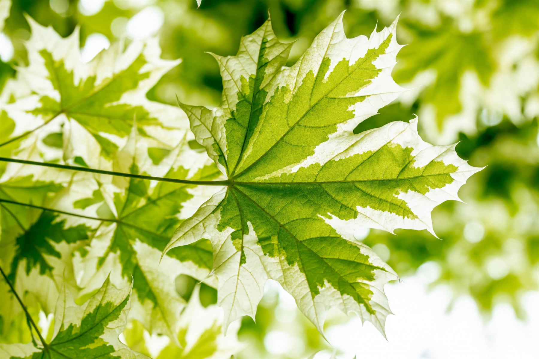 Acer platanoides 'Drummondii' (Spitzahorn 'Drummondii')