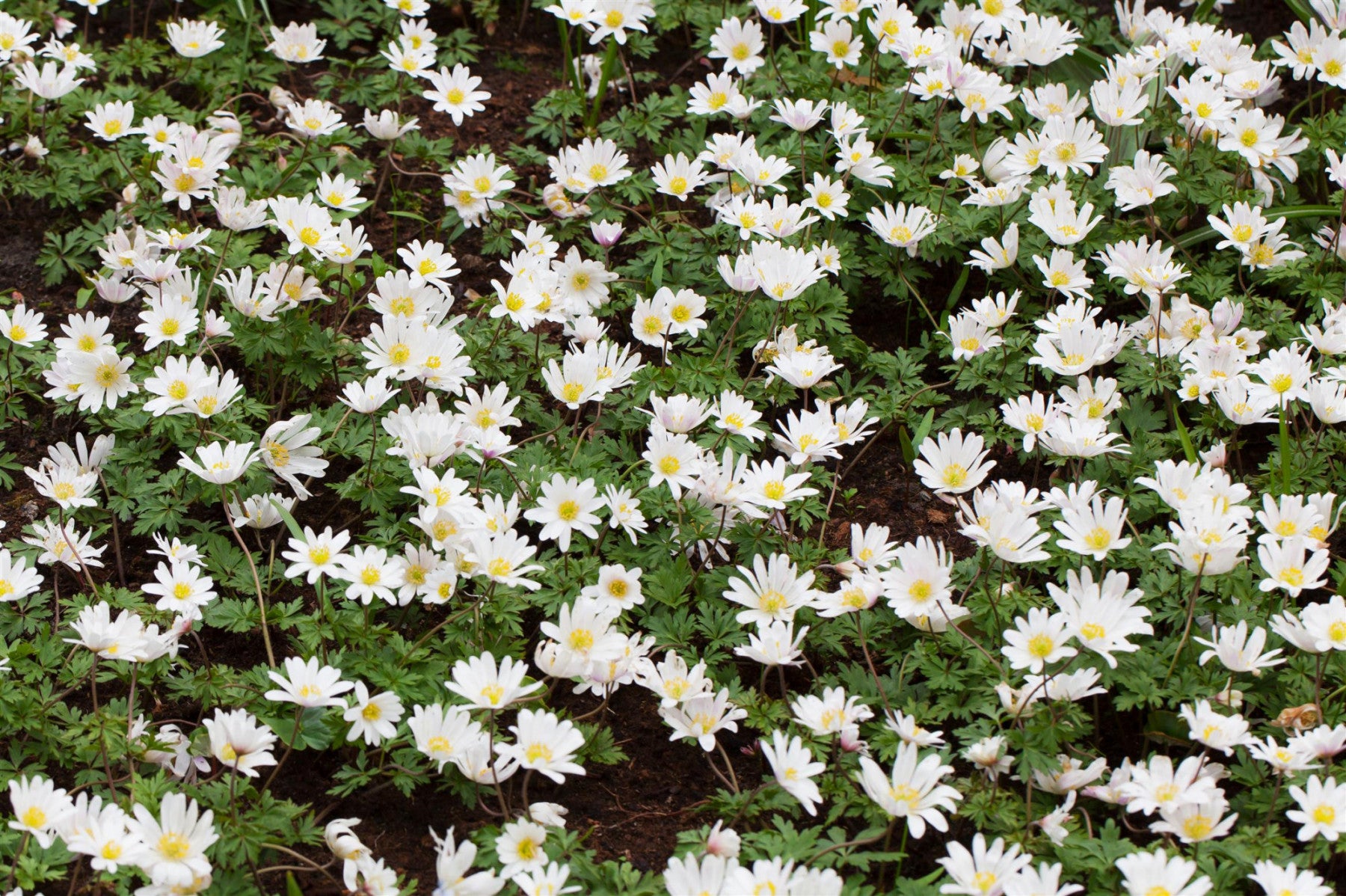 Anemone blanda 'White Splendour' (Garten-Strahlen-Windröschen)