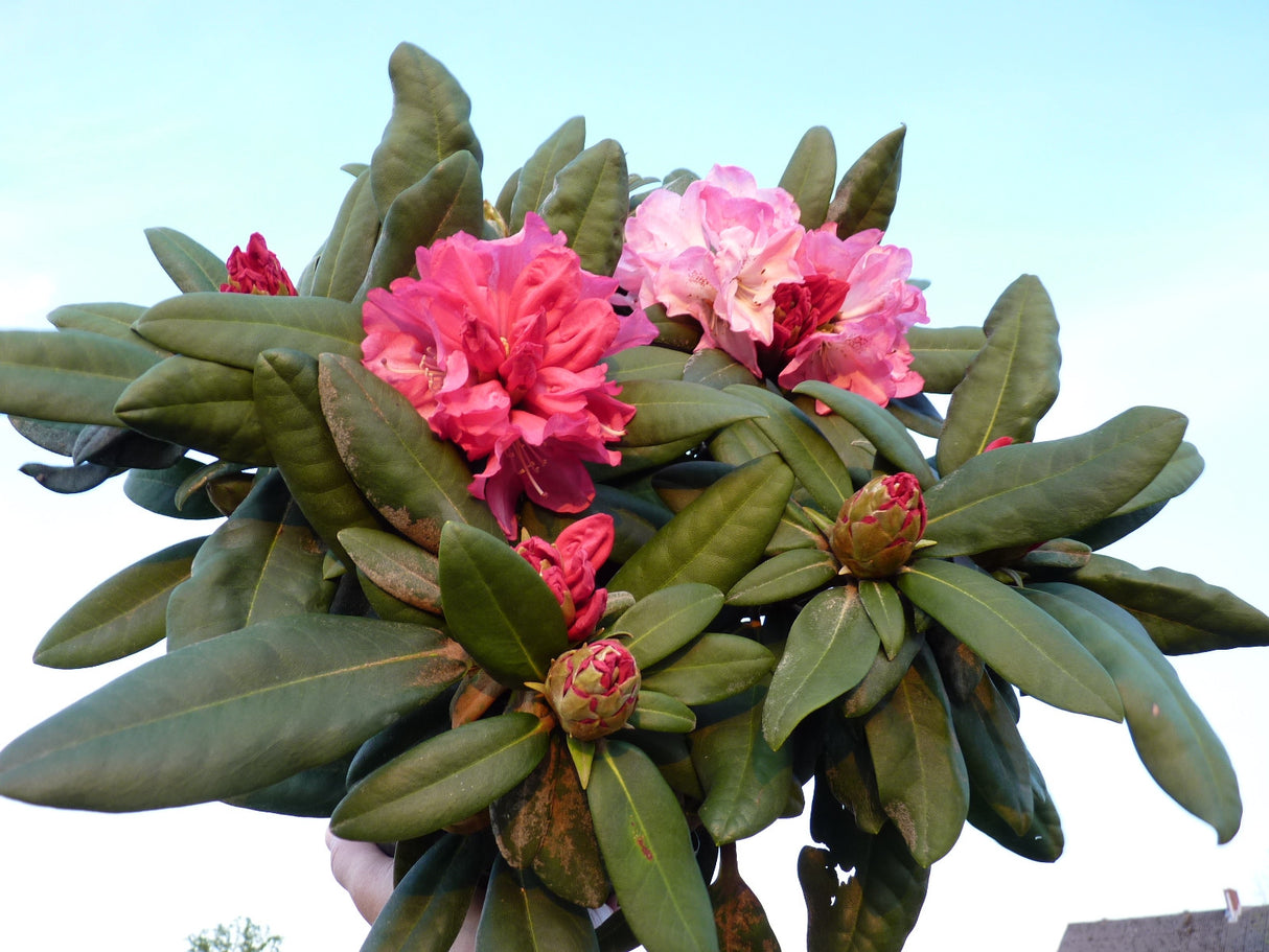 Yaku-Rhododendron 'Anuschka'; hier im Topf; blütenreich; Einsatzmöglichkeit z.B. : Beet; erhältlich von 40-50 bis 40-50 cm;;hier kaufen