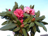 Yaku-Rhododendron 'Anuschka'; hier im Topf; blütenreich; Einsatzmöglichkeit z.B. : Beet; erhältlich von 40-50 bis 40-50 cm;;hier kaufen