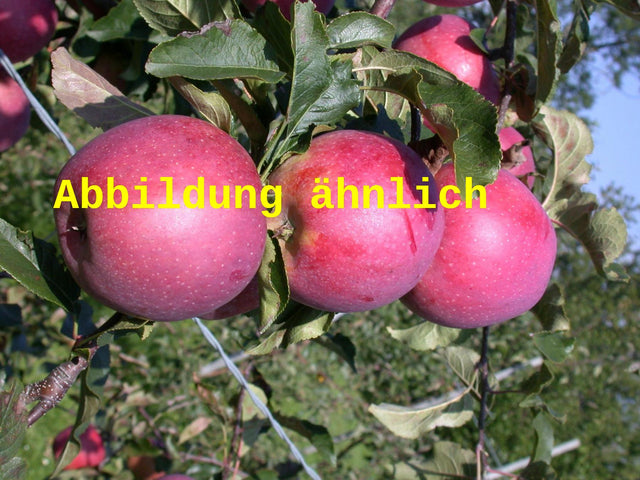 Genaues Foto für Malus 'Regia' folgt; dieses ähnliche Bild dient der Illustration von Apfel 'Regia'