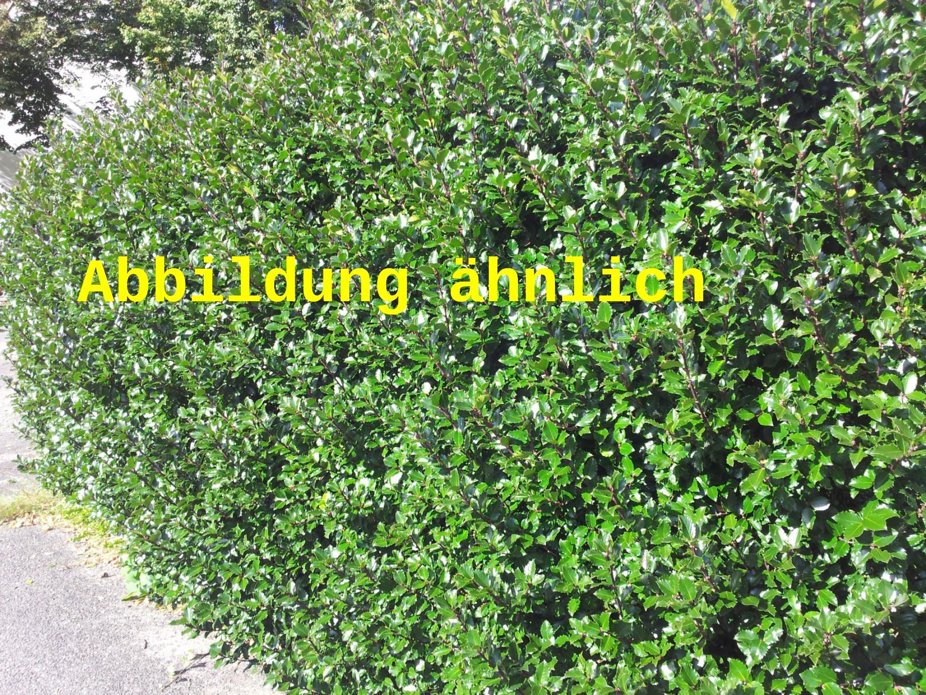 Ilex crenata 'Convexa' (Löffel-Ilex)