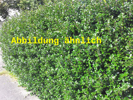 Genaues Foto für Ilex crenata 'Convexa' folgt; dieses ähnliche Bild dient der Illustration von Löffel-Ilex