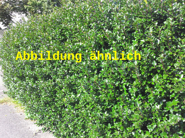 Genaues Foto für Ilex crenata 'Convexa' folgt; dieses ähnliche Bild dient der Illustration von Löffel-Ilex