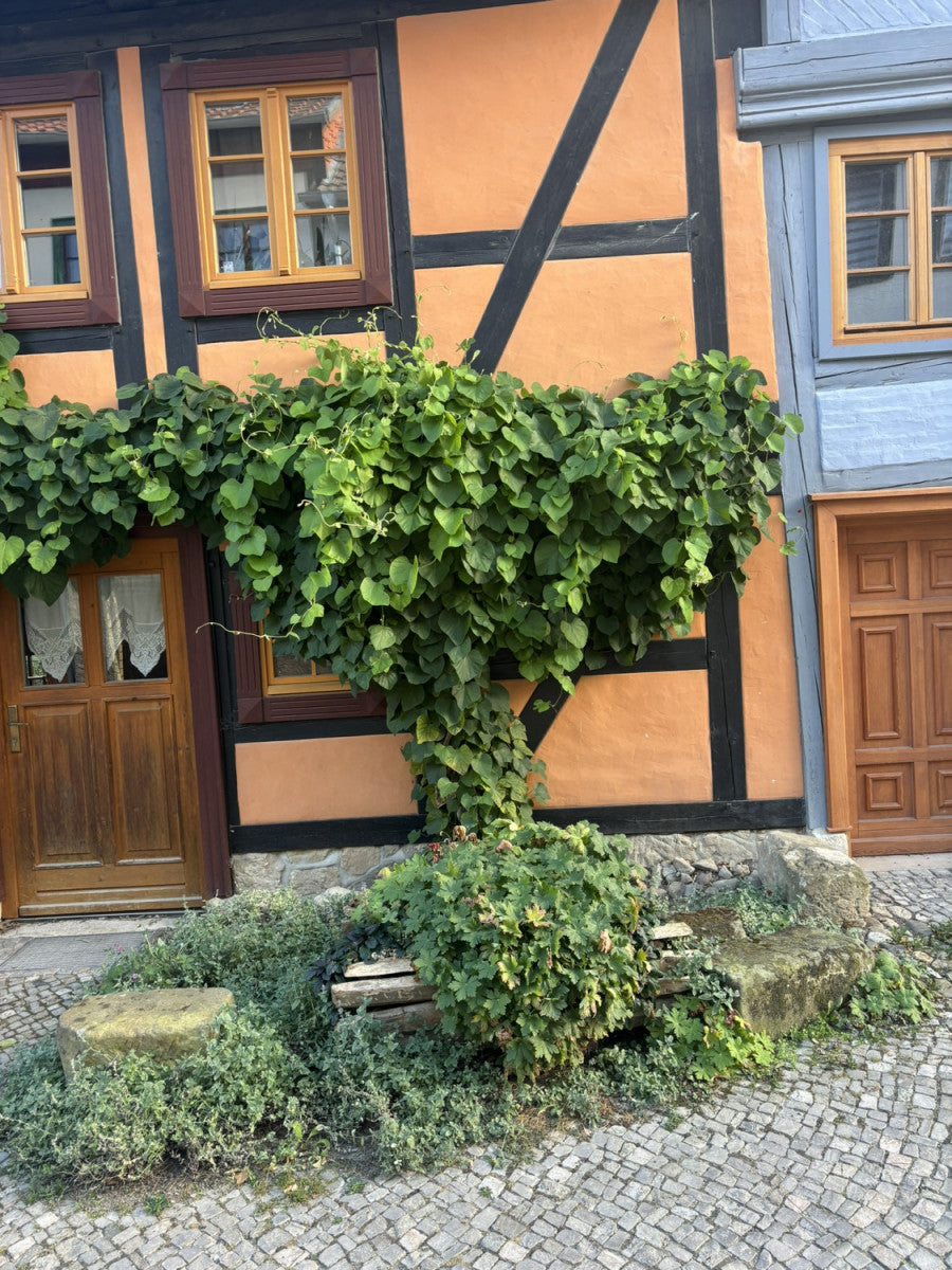 Je nach Variante (siehe Beschreibung) werden entsprechende Pflanzen geliefert, jahreszeitbedingt sehen Pflanzen unterschiedlich aus.