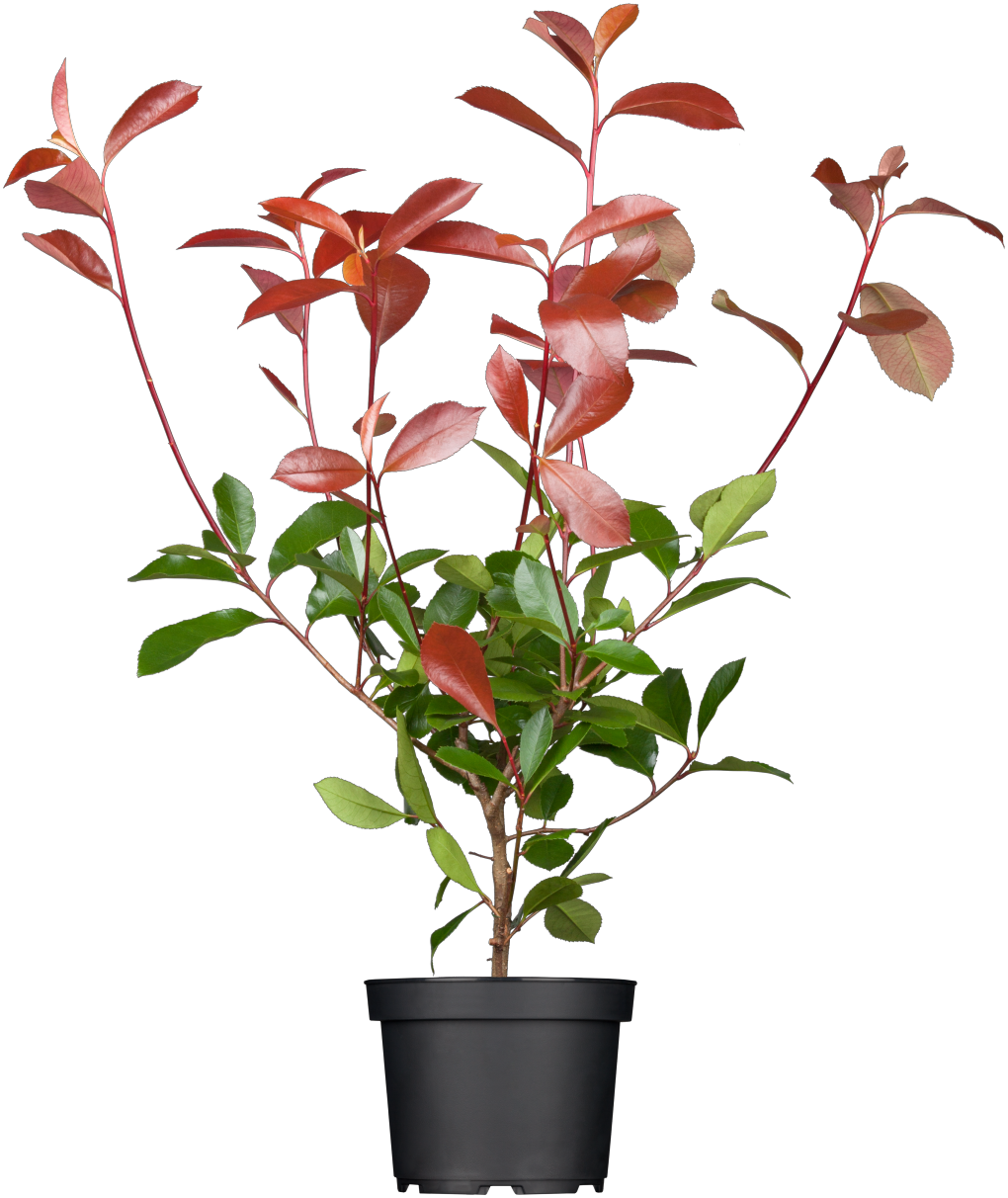 Photinia fraseri 'Red Robin'; hier im Topf; winterhart; Einsatzmöglichkeit z.B. : Bienenweide;;ab 28,40 Euro