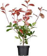 Photinia fraseri 'Red Robin'; hier im Topf; winterhart; Einsatzmöglichkeit z.B. : Bienenweide;;ab 28,40 Euro