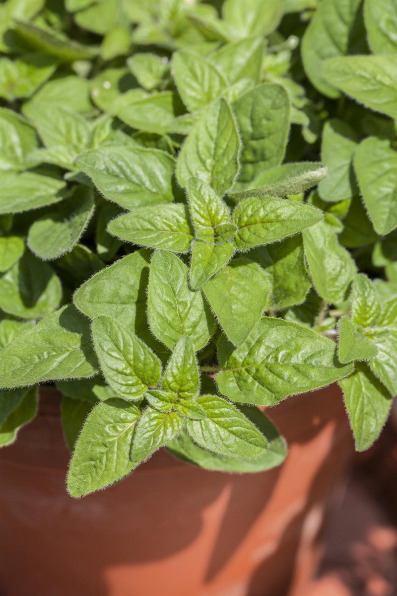 Origanum majorana (Majoran)