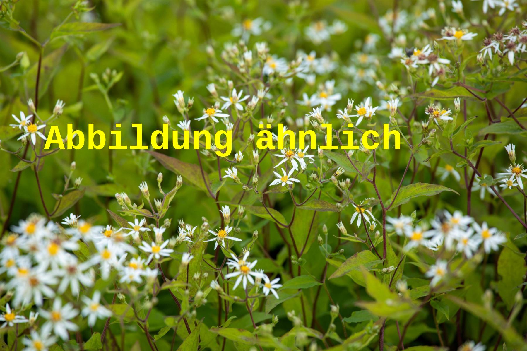 Aster ptarmicoides (Hochland-Aster)