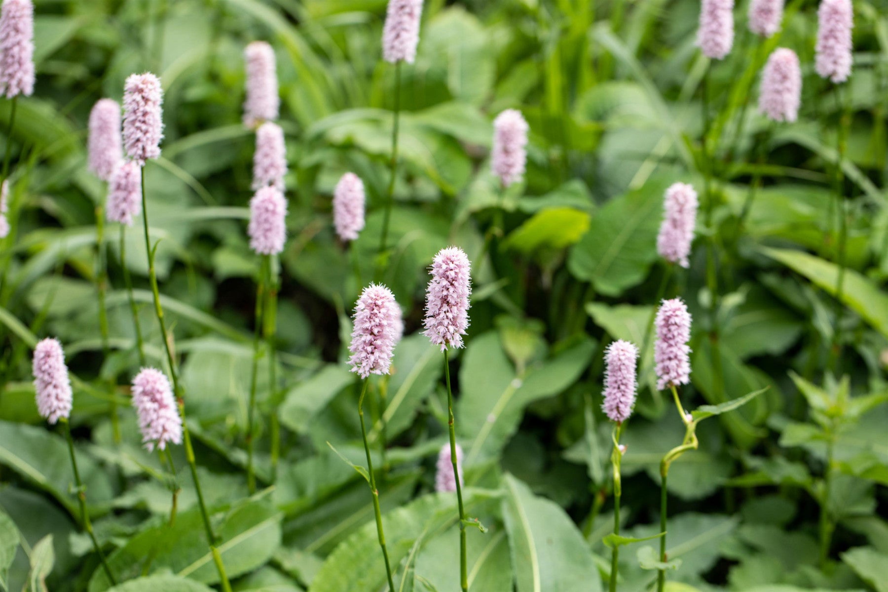 Bistorta officinalis 'Superba' (Garten-Wiesenknöterich)