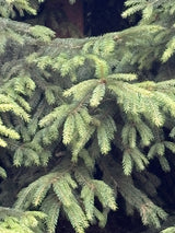 Fichte; hier mit Belaubung; vielseitige Nutzungsmöglichkeiten für das Holz; Einsatzmöglichkeit z.B. : Wind- und Sichtschutz; erhältlich von 20-40 bis 80-100 cm;;hier kaufen