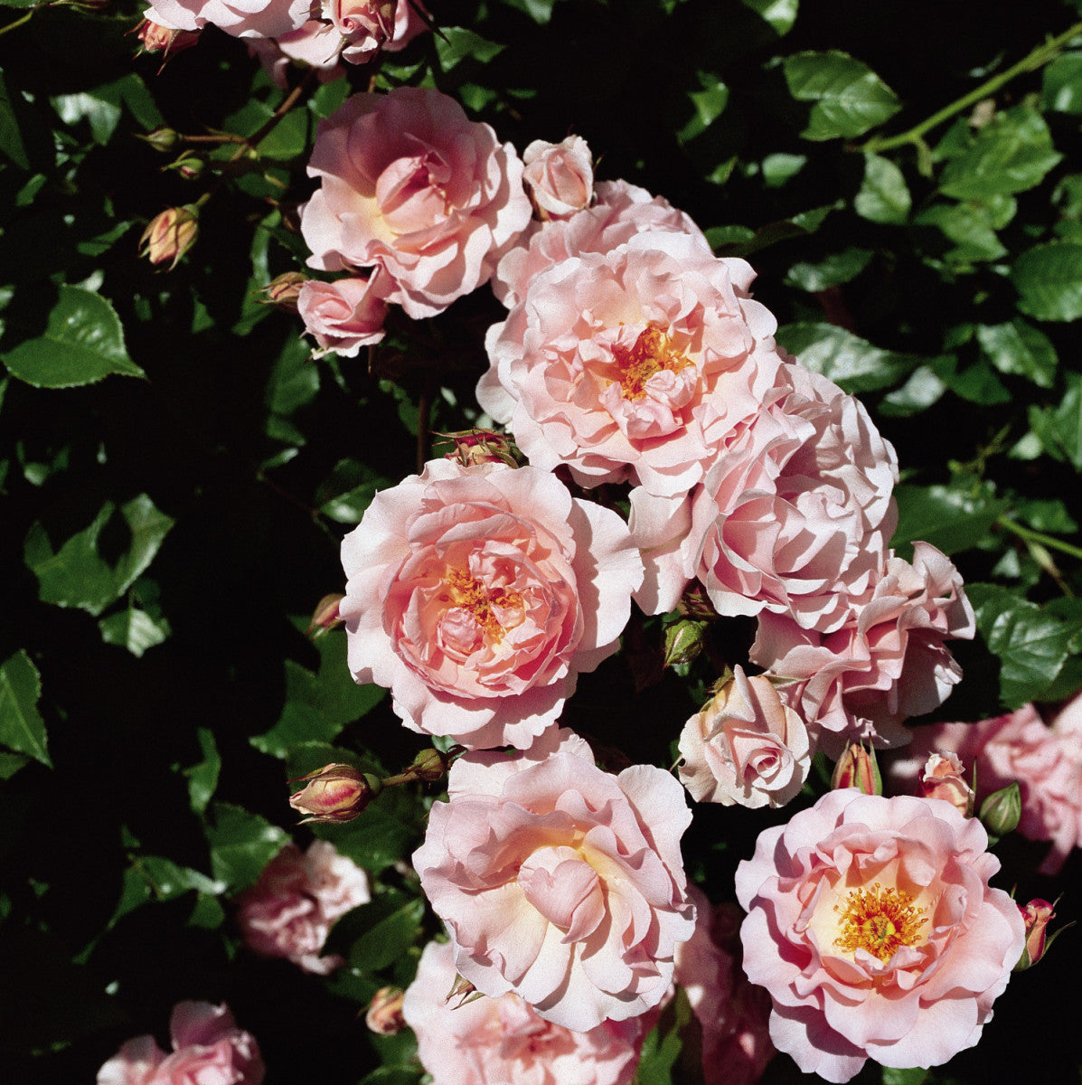 Rosa 'Rosario' STR (Strauchrose 'Rosario' -R-)