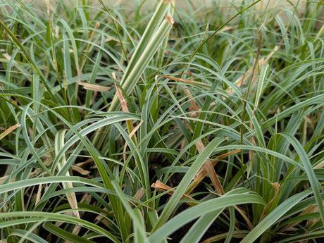 Garten-Segge; hier mit Belaubung; winterhart; Einsatzmöglichkeit z.B. : Steingarten;;hier kaufen